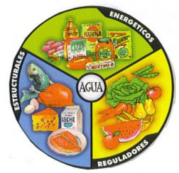 Los alimentos se clasifican en 3 grupos que son